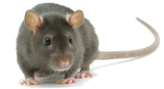 Exterminación de ratas