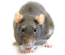 fumilacion de ratas